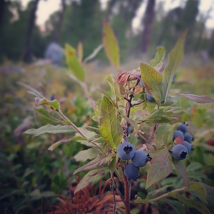 branch with blueberries